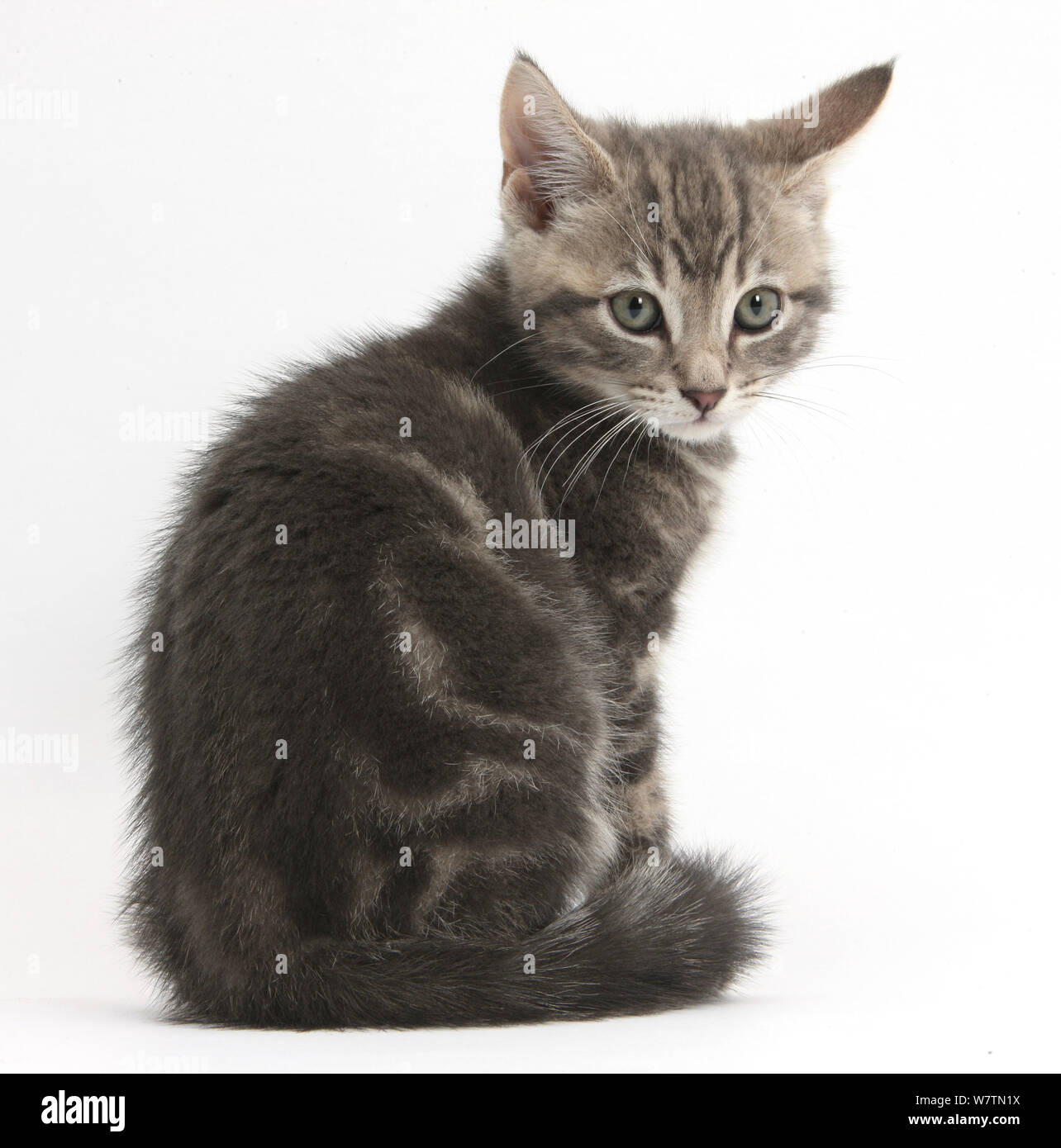 Tabby kitten, Max, 9 weeks, looking over his shoulder, against white background Stock Photo