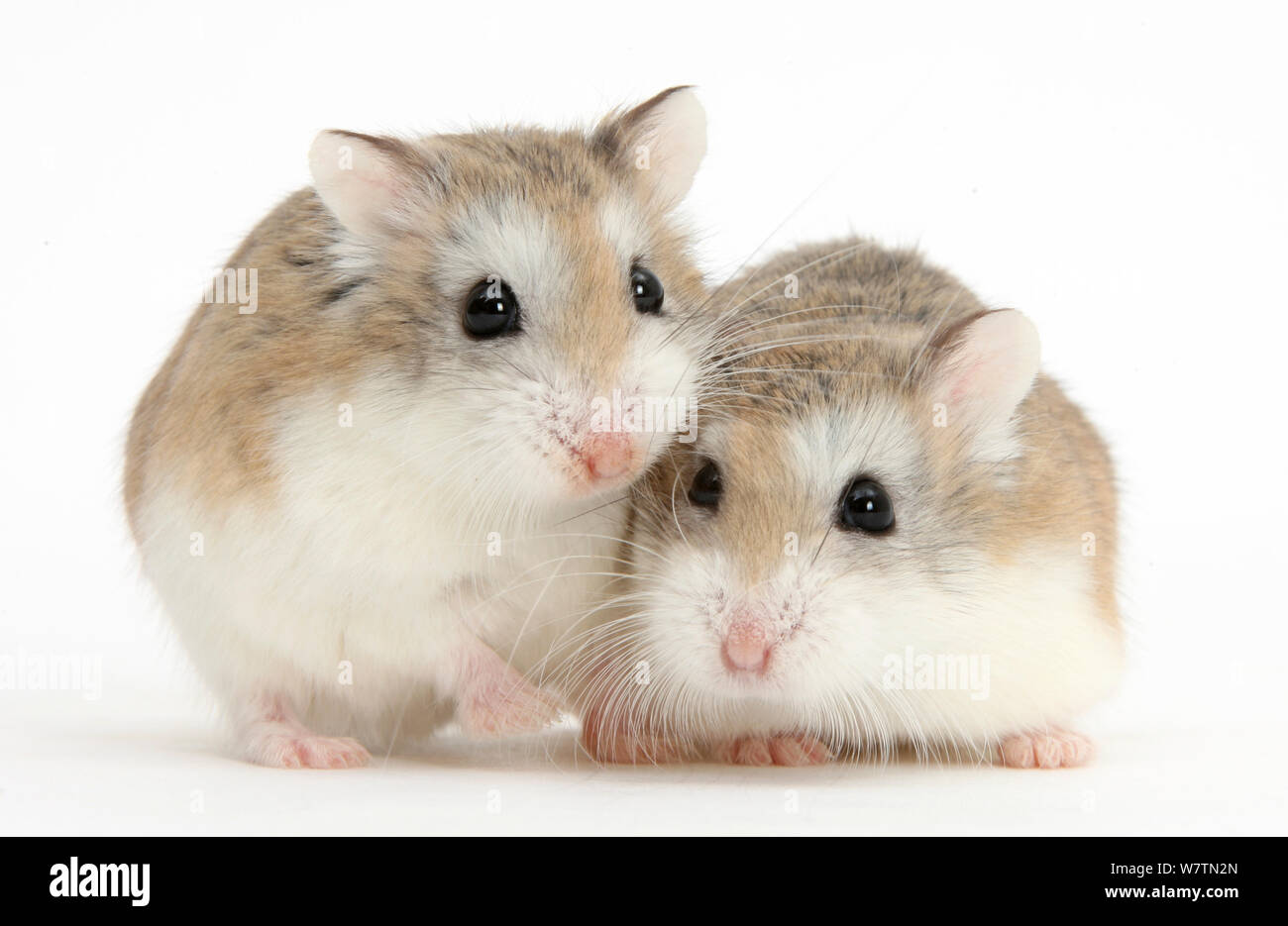 Two Roborovski Hamsters (Phodopus roborovskii), against white background Stock Photo