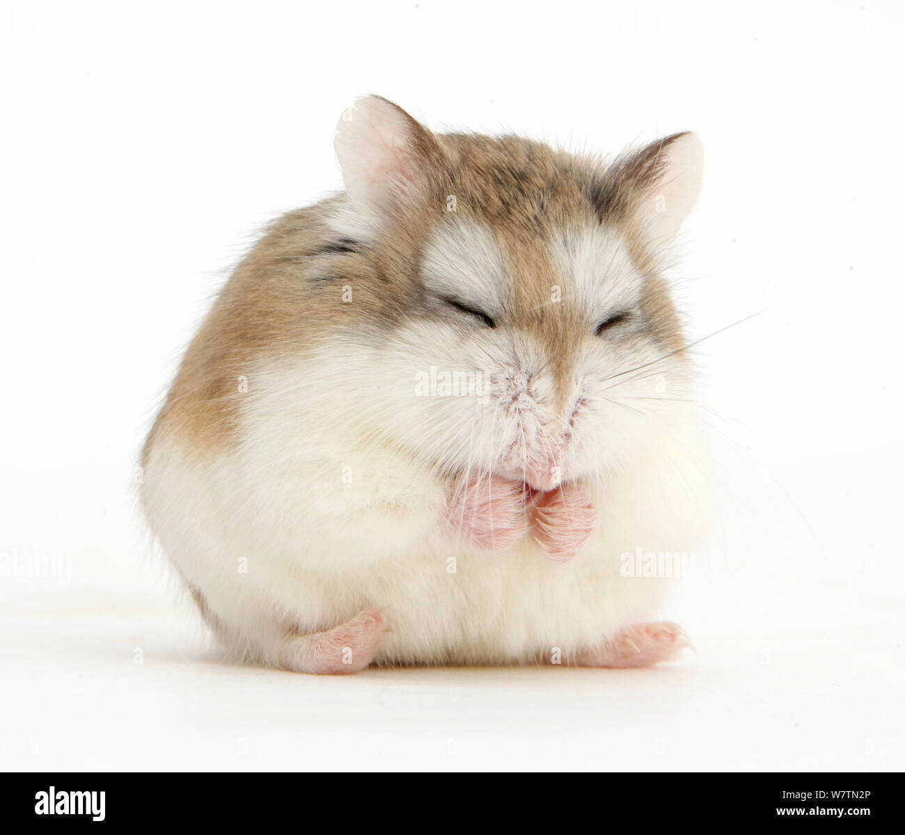 Roborovski Hamster (Phodopus roborovskii) asleep sitting up, against white background Stock Photo
