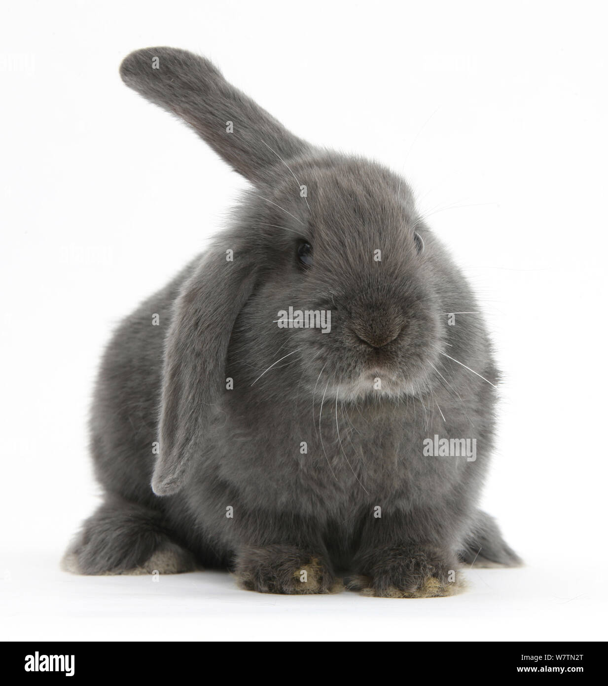 Blue-grey floppy-eared rabbit, against white background Stock Photo