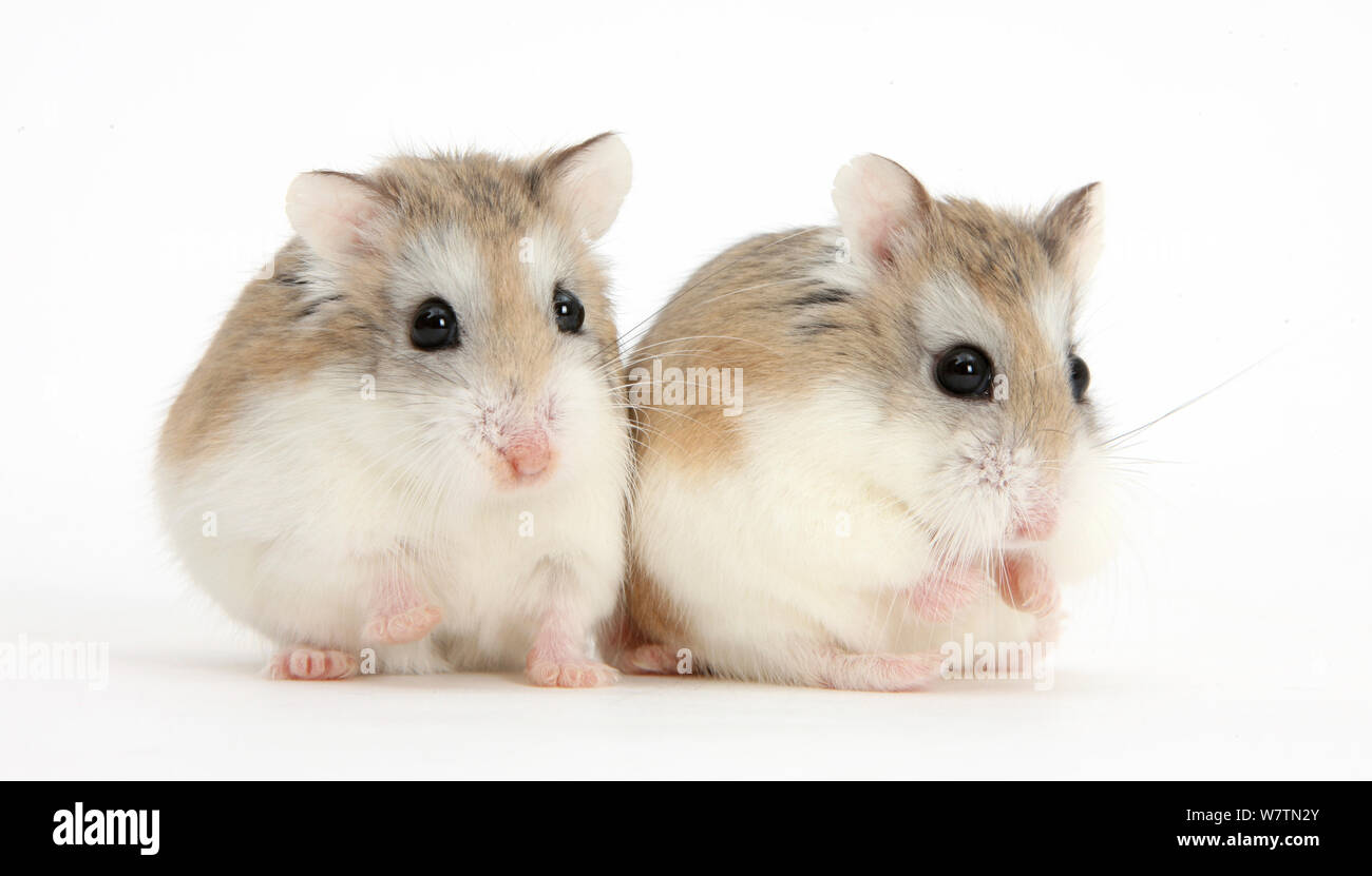 Two Roborovski Hamsters (Phodopus roborovskii), against white background Stock Photo