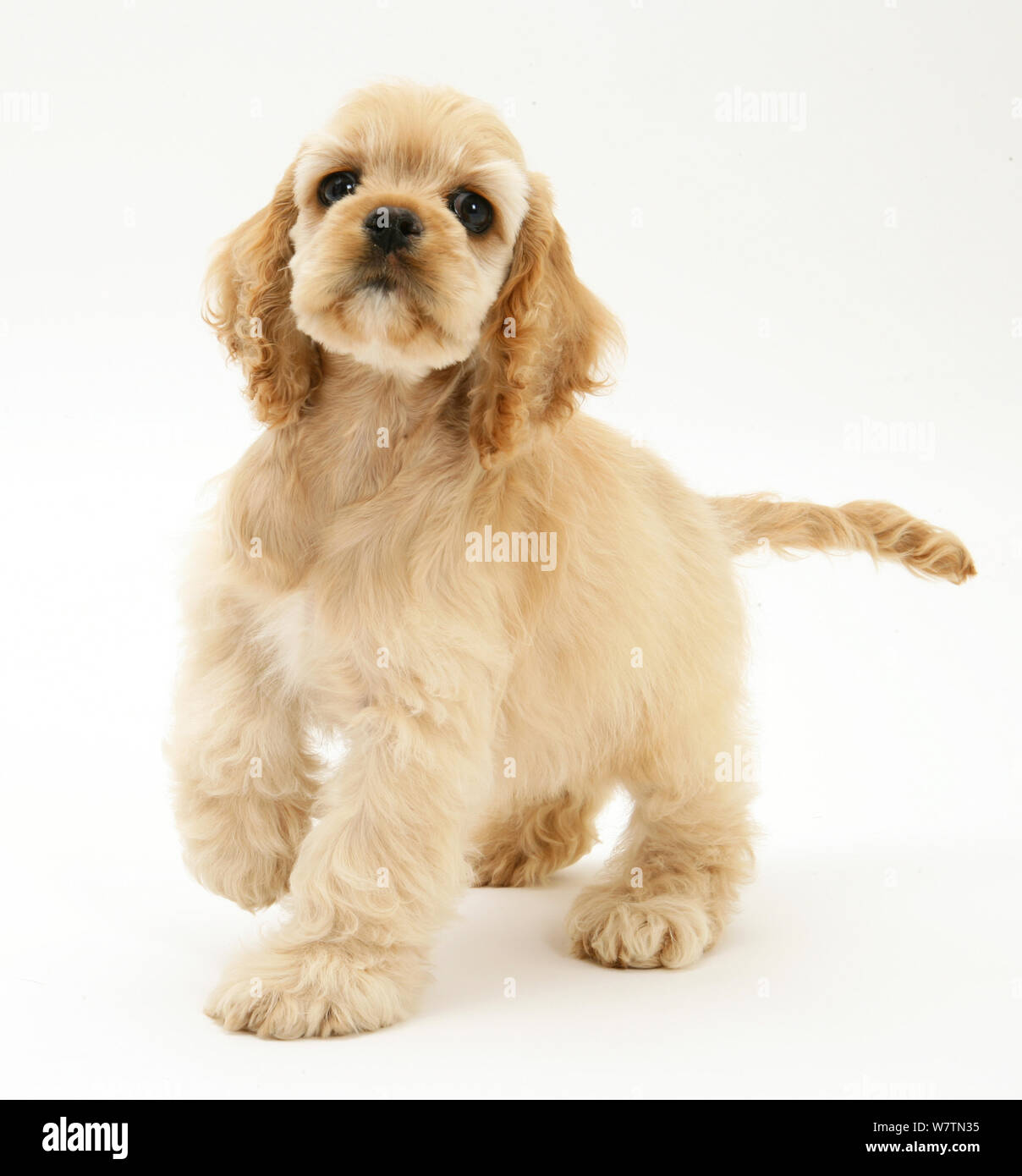 American cocker spaniel pup hi-res stock photography and images - Alamy