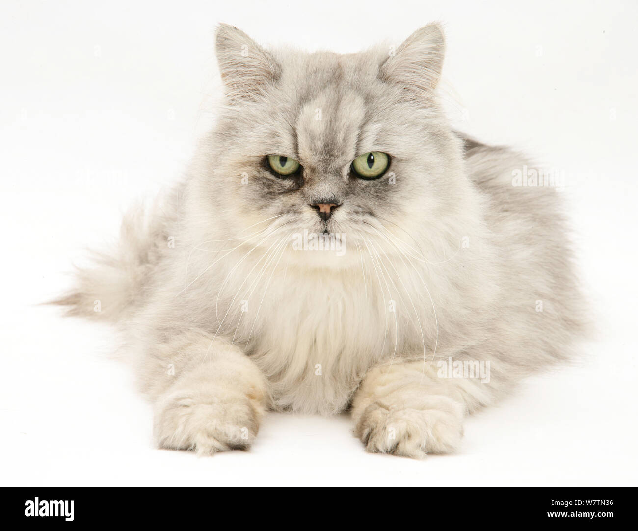 Silver chinchilla cat 2025