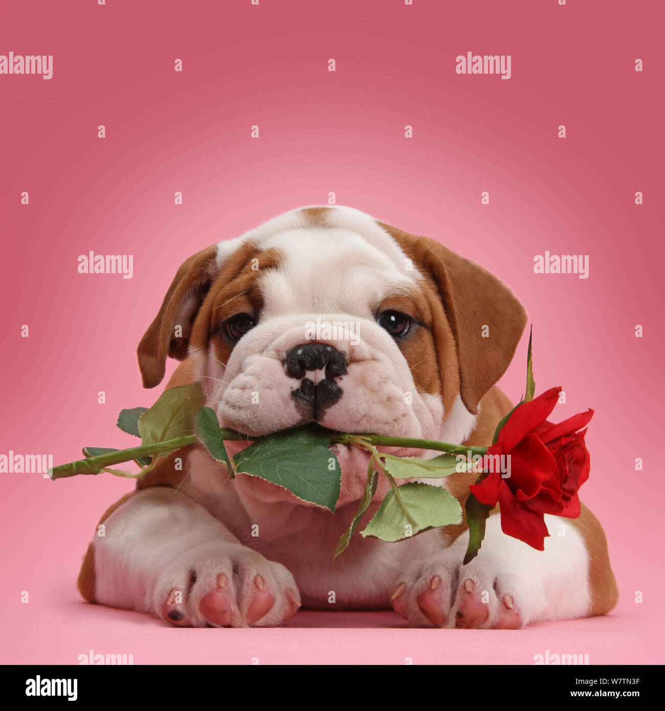 Bulldog puppy with red rose. Stock Photo
