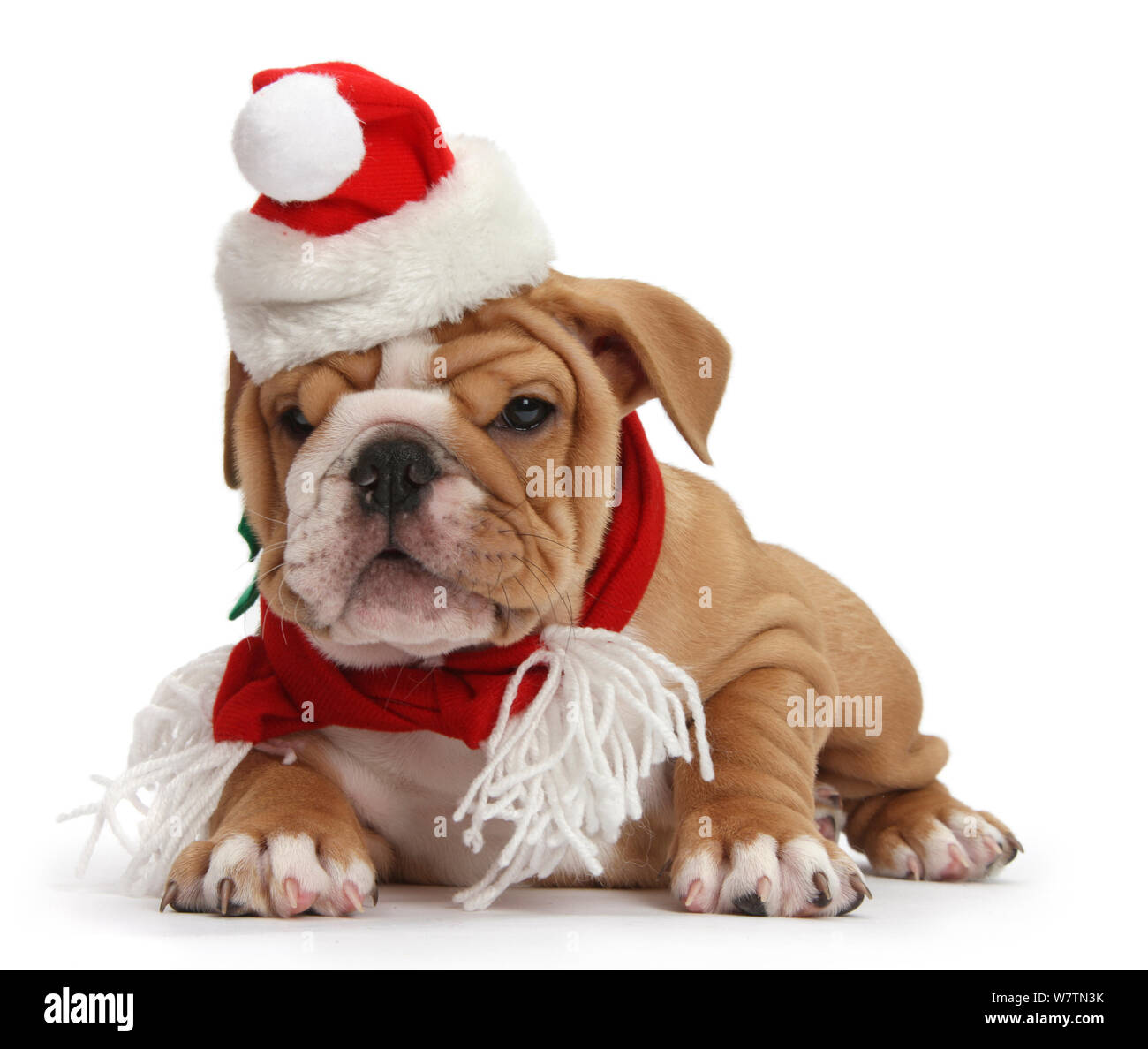 Cute Puppy In Christmas Hat iPhone 8 Wallpapers Free Download