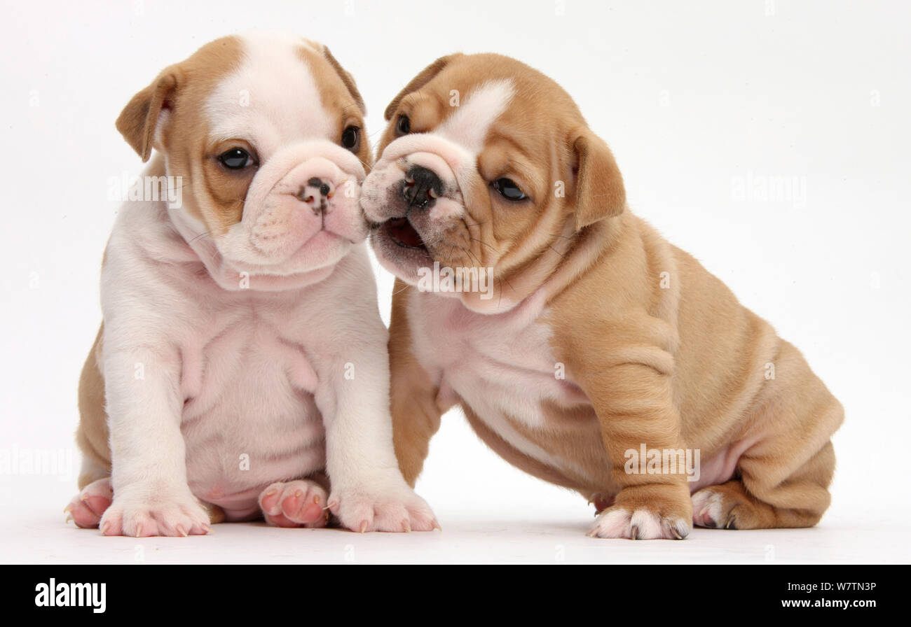 5 week old 2025 english bulldog