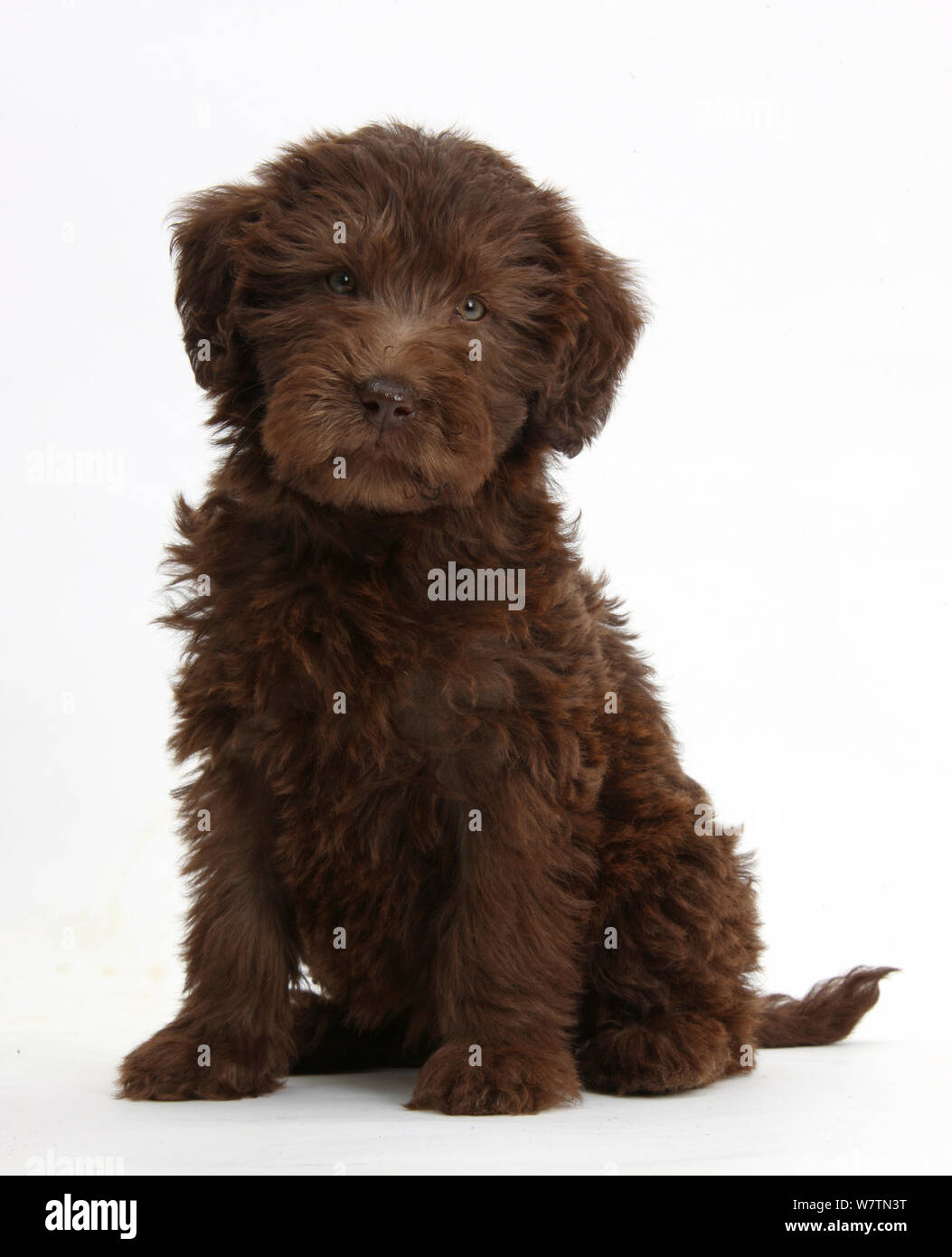 Chocolate Labradoodle puppy, 9 weeks, sitting, against white background  Stock Photo - Alamy