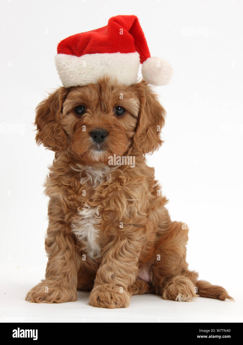 Cute red Cavapoo puppy, 6 weeks, wearing a Father Christmas hat, against  white background Stock Photo - Alamy