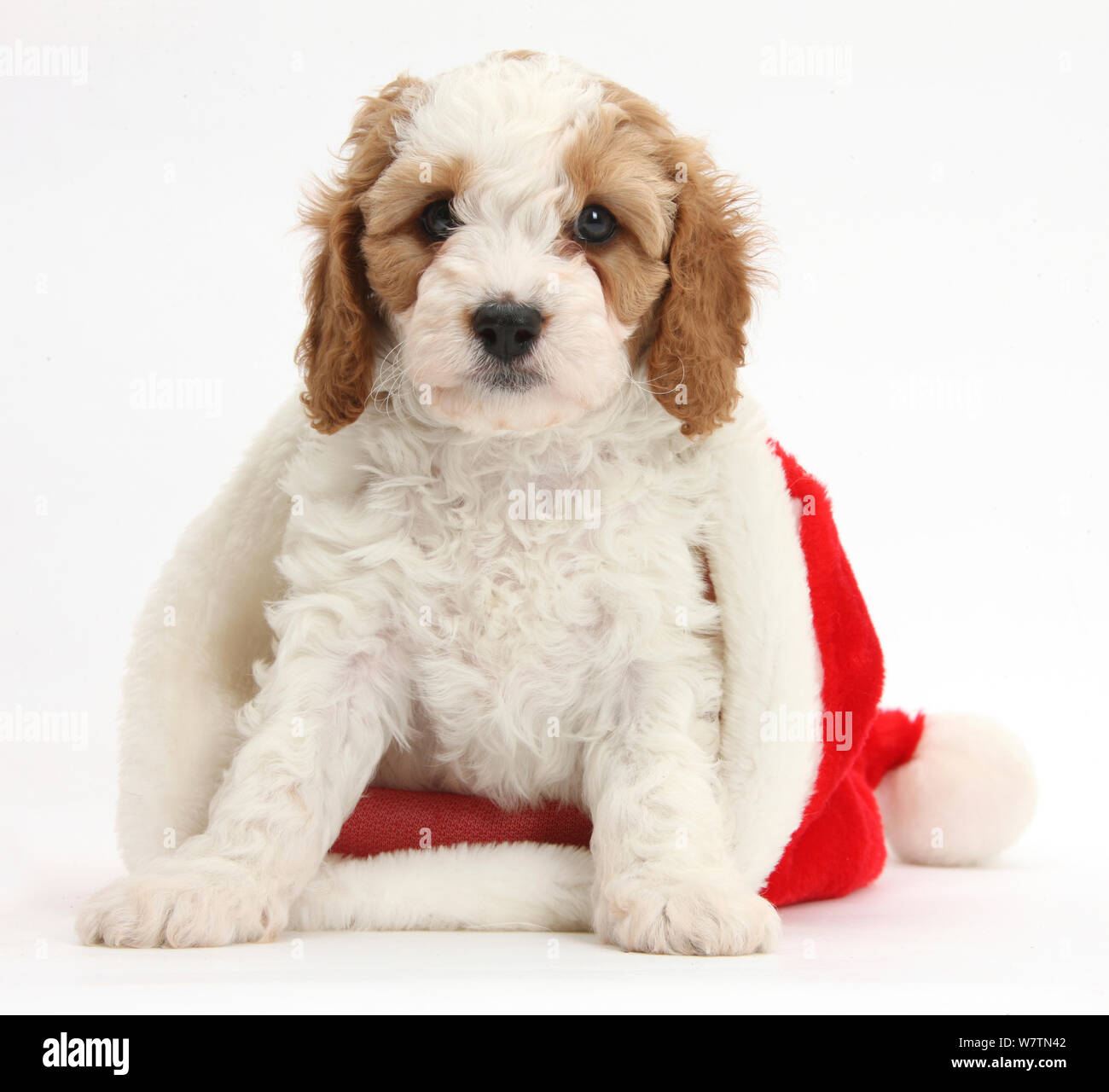 Cute red-and-white Cavapoo 6 in a Father Christmas hat, against white background Stock Photo - Alamy