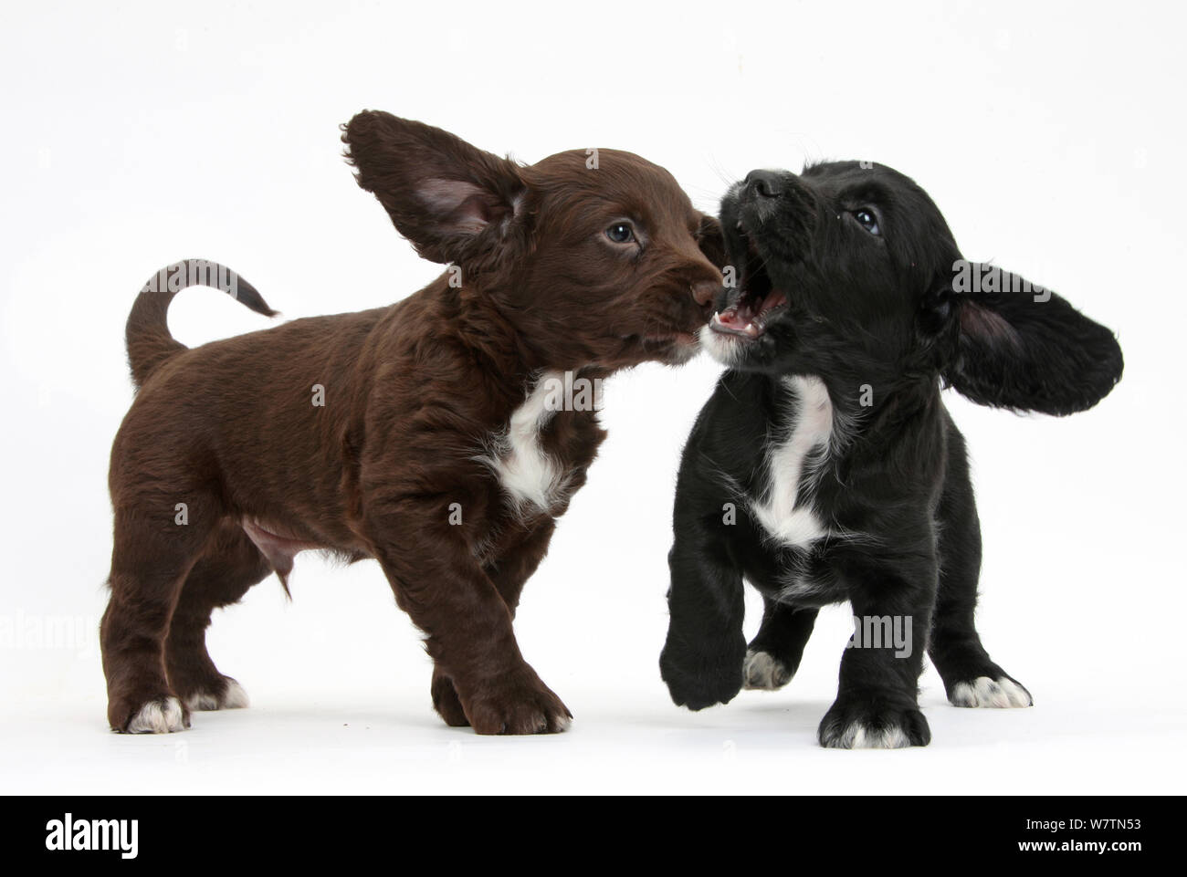 Puppies Play Fighting Stock Photos Puppies Play Fighting Stock