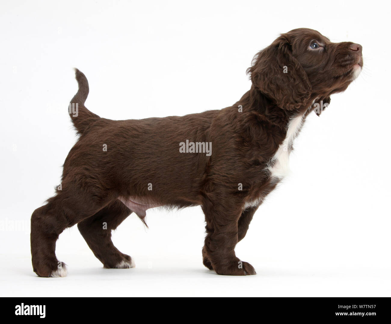 chocolate spaniel puppy