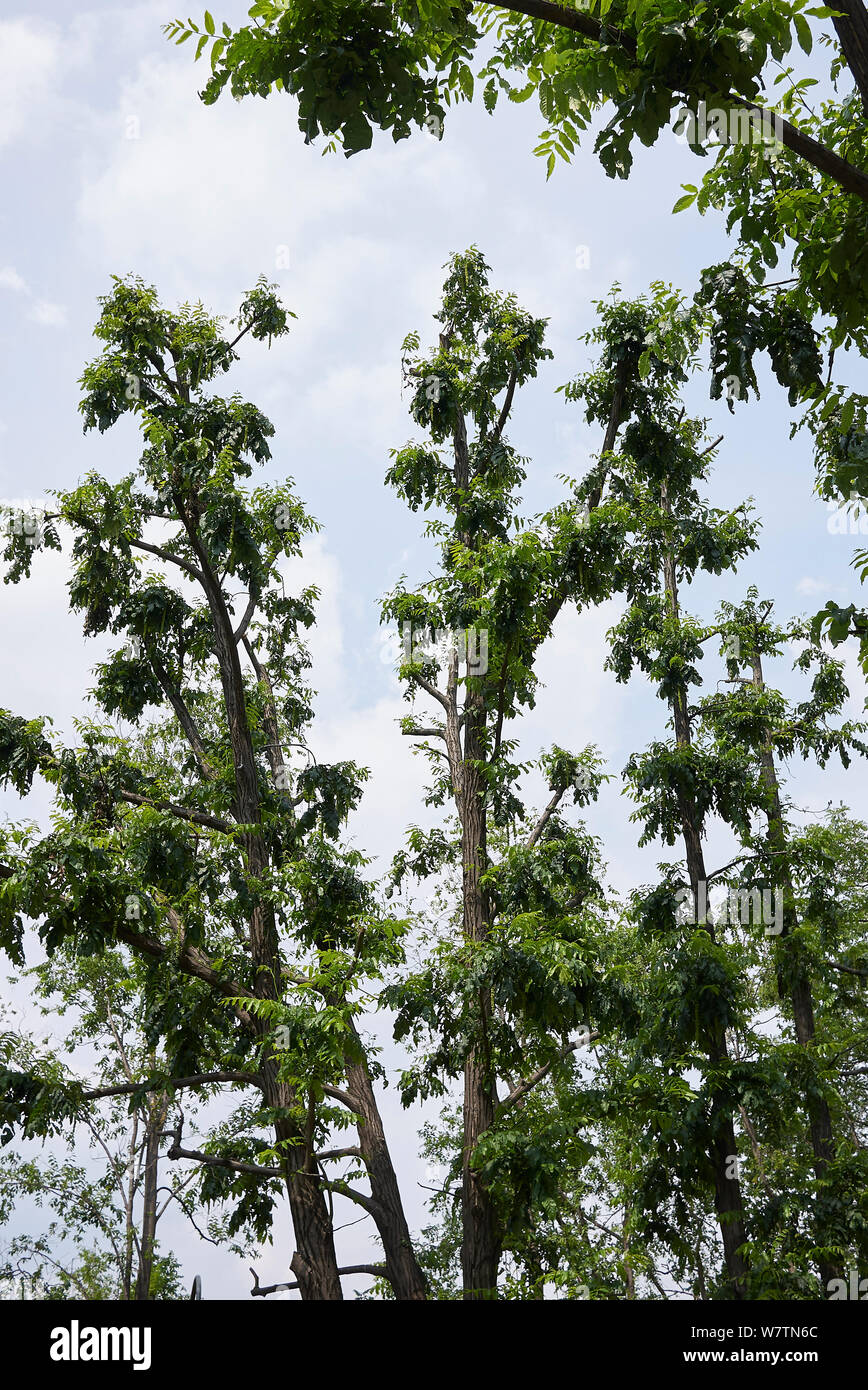 Pterocarya fraxinifolia bad pruned Stock Photo