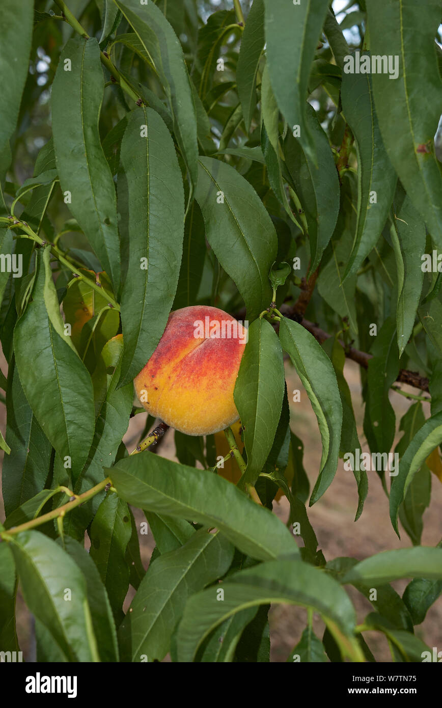 Prunus persica branch with fresh peaches Stock Photo