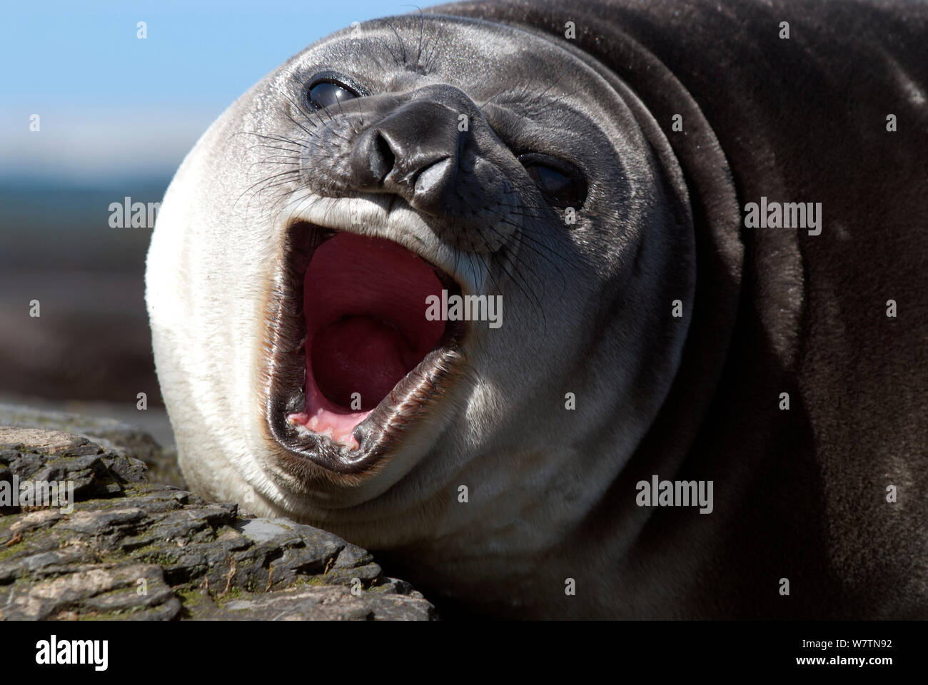 Southern Elephant seal (Mirounga leonina) weaned pup yawning on beach. Sea Lion Island. The Falklands, November. Stock Photo