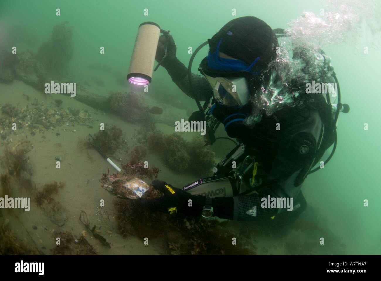 Maritime archaeologist examining fragment of porcelain on the wreck of the 1st Rate man-of-war, HMS Invincible - wrecked in 1758. Eastern Solent Channel. England, UK, August 2013. Stock Photo