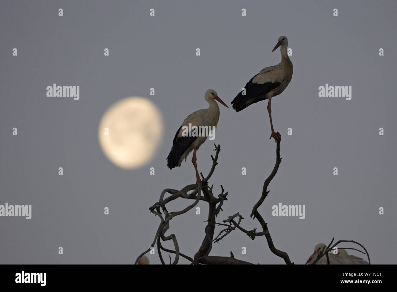 White stork (Ciconia ciconia) two perched in tree at sunrise with moon, near Castro Verde, Alentejo, Portugal, February. Stock Photo