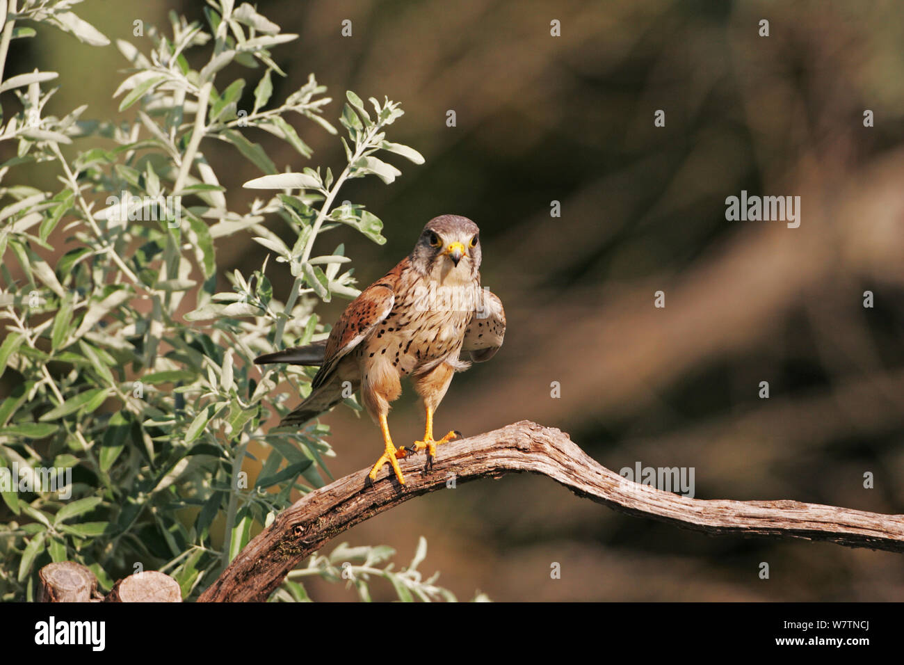 Common kestrel (Falco tinnunculus) male perched close to nest site near Tiszaalpar, Hungary, June. Stock Photo
