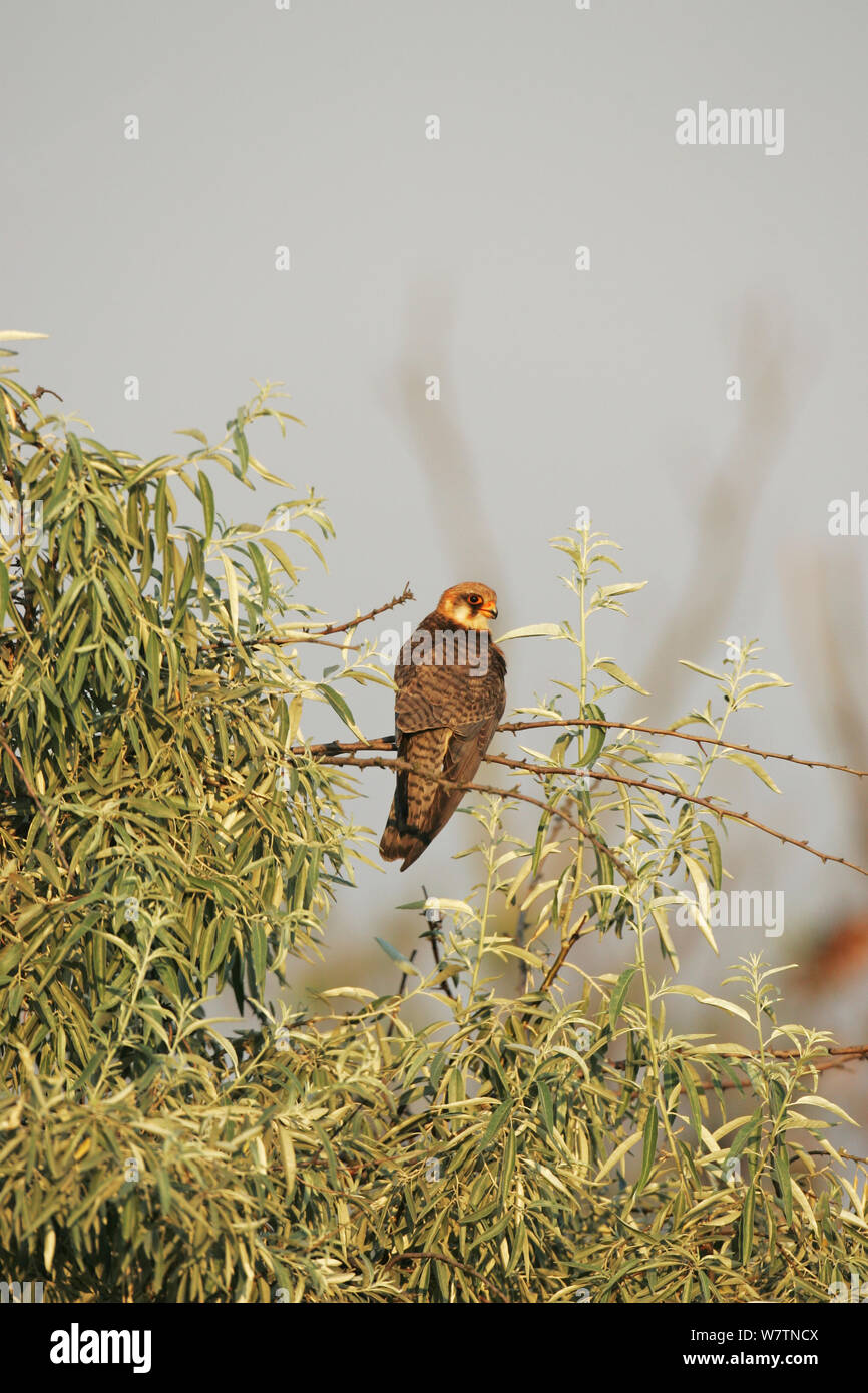 Red-footed falcon (Falco vespertinus) female perched close to nest near Tiszaalpar, Hungary, June. Stock Photo