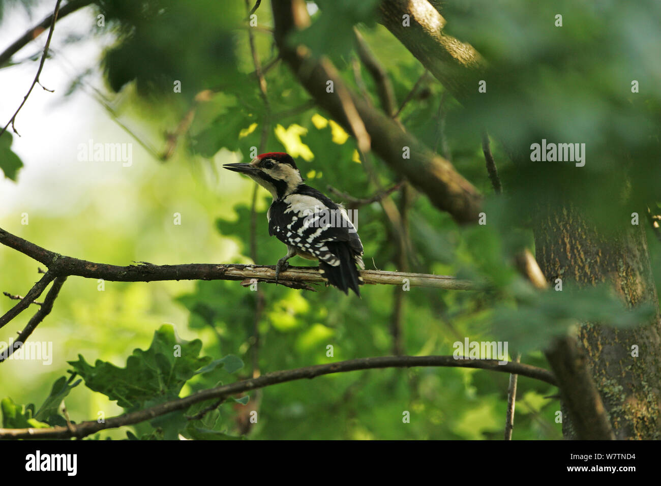 Syrian woodpecker (Dendrocopos syriacus) juvenile perched in oak tree near Tiszaalpar, Hungary, June. Stock Photo