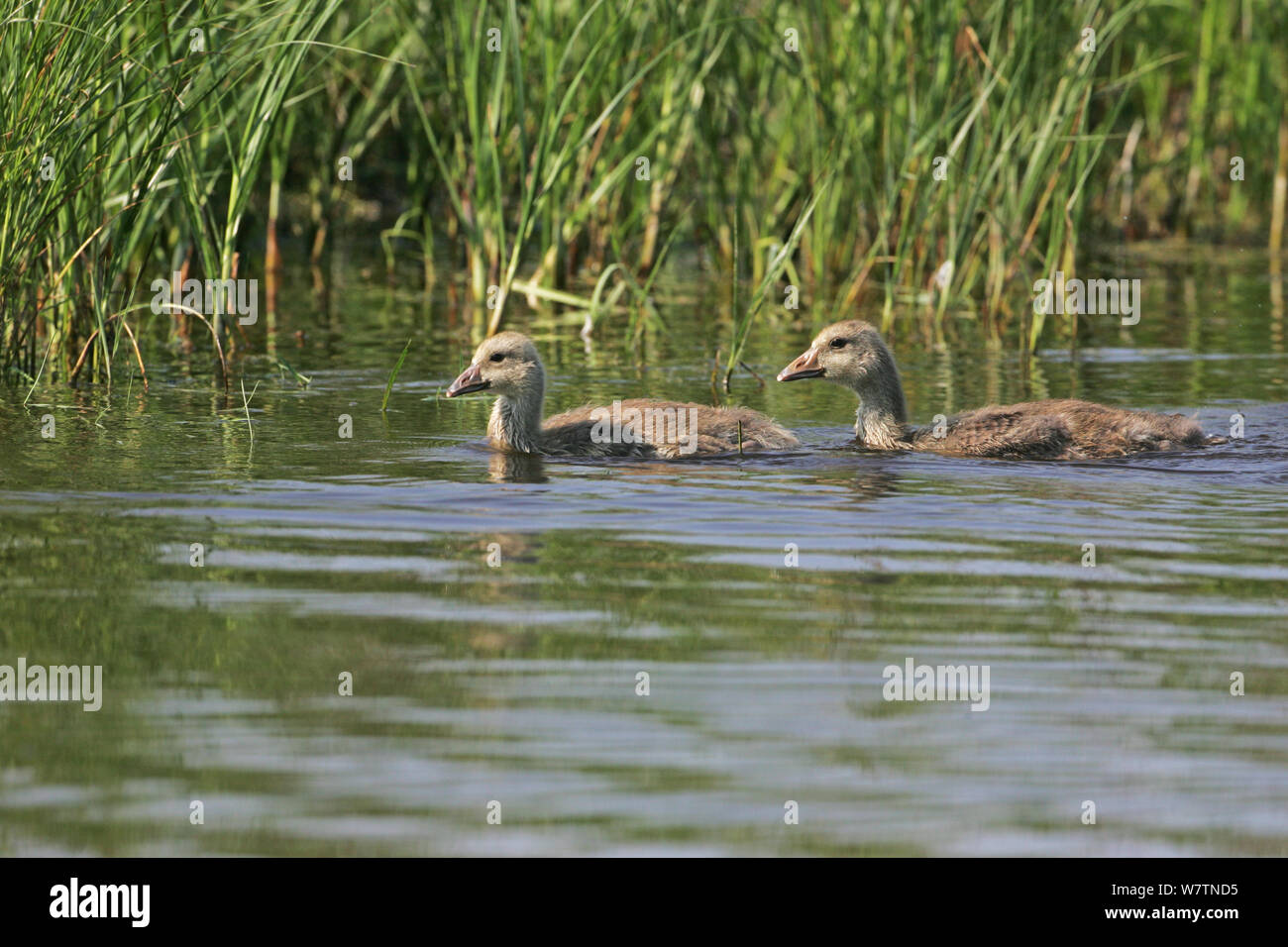 Greylag goose (Anser anser) juveniles swimming in marshland pool near Tiszaalpar, Hungary, June. Stock Photo