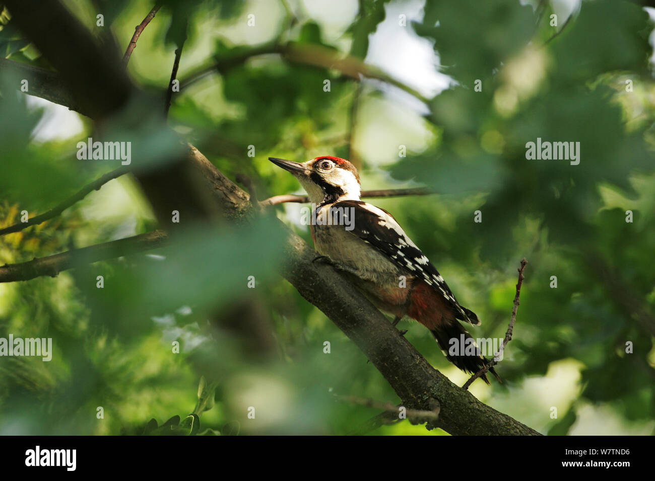 Syrian woodpecker (Dendrocopos syriacus) juvenile perched in oak tree near Tiszaalpar, Hungary, June. Stock Photo