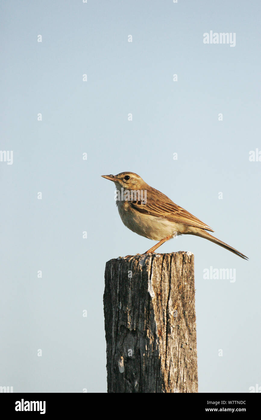 Tawny pipit (Anthus campestris) perched on fence post near Tiszaalpar, Hungary, June. Stock Photo