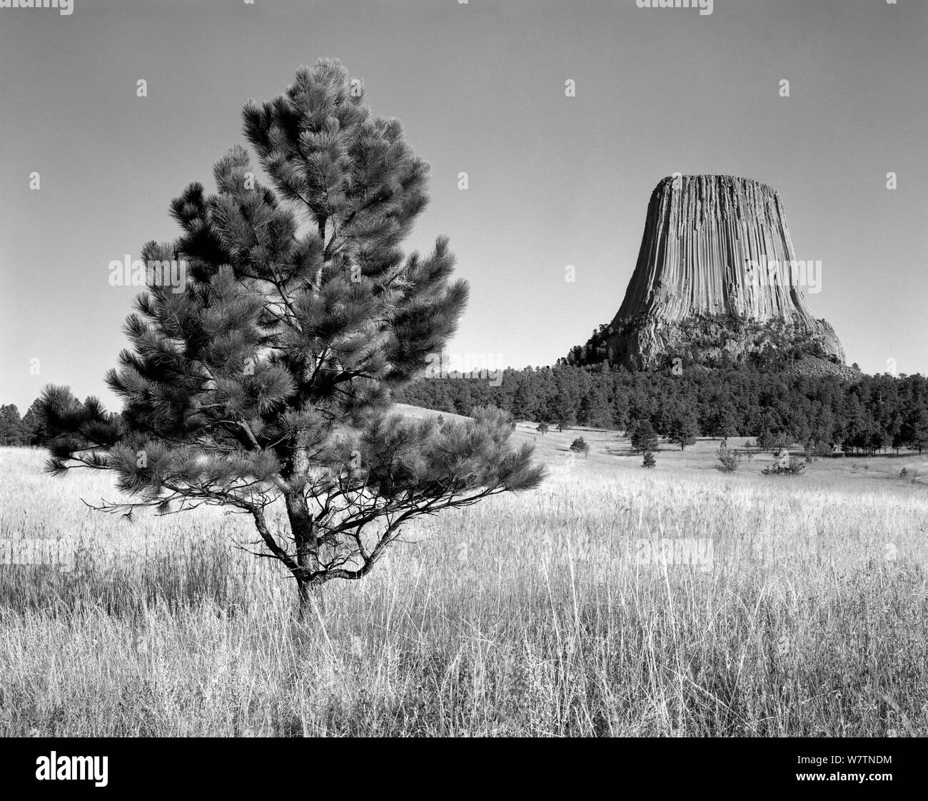 Black and white photograph of Devils Tower in Devils Tower National Monument, Wyoming, USA. Stock Photo