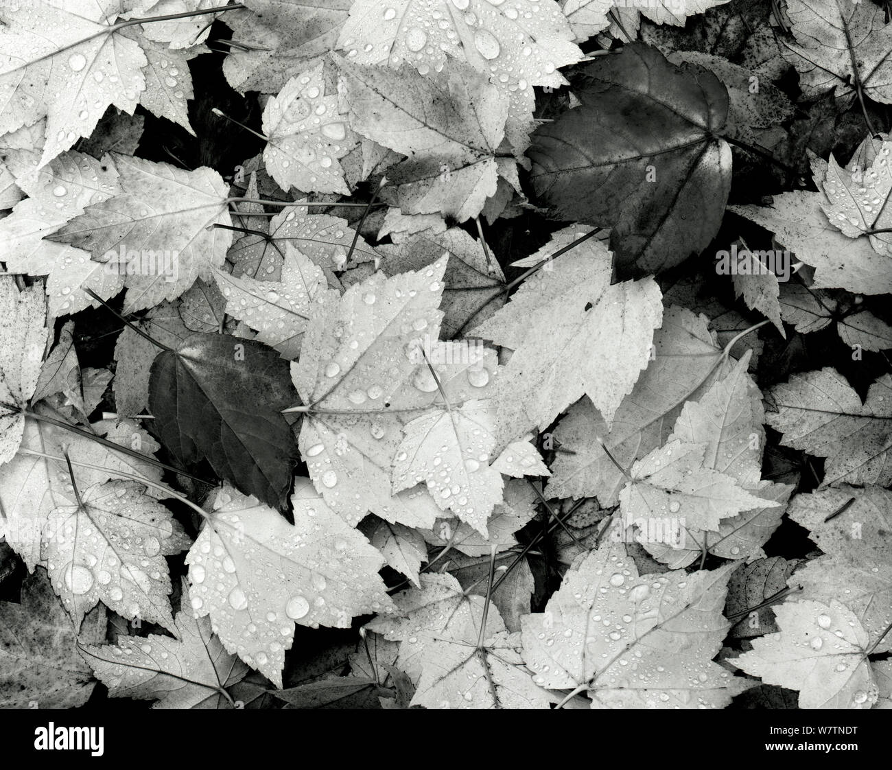 Black and white photograph of fall leaves, Washington, USA. Stock Photo
