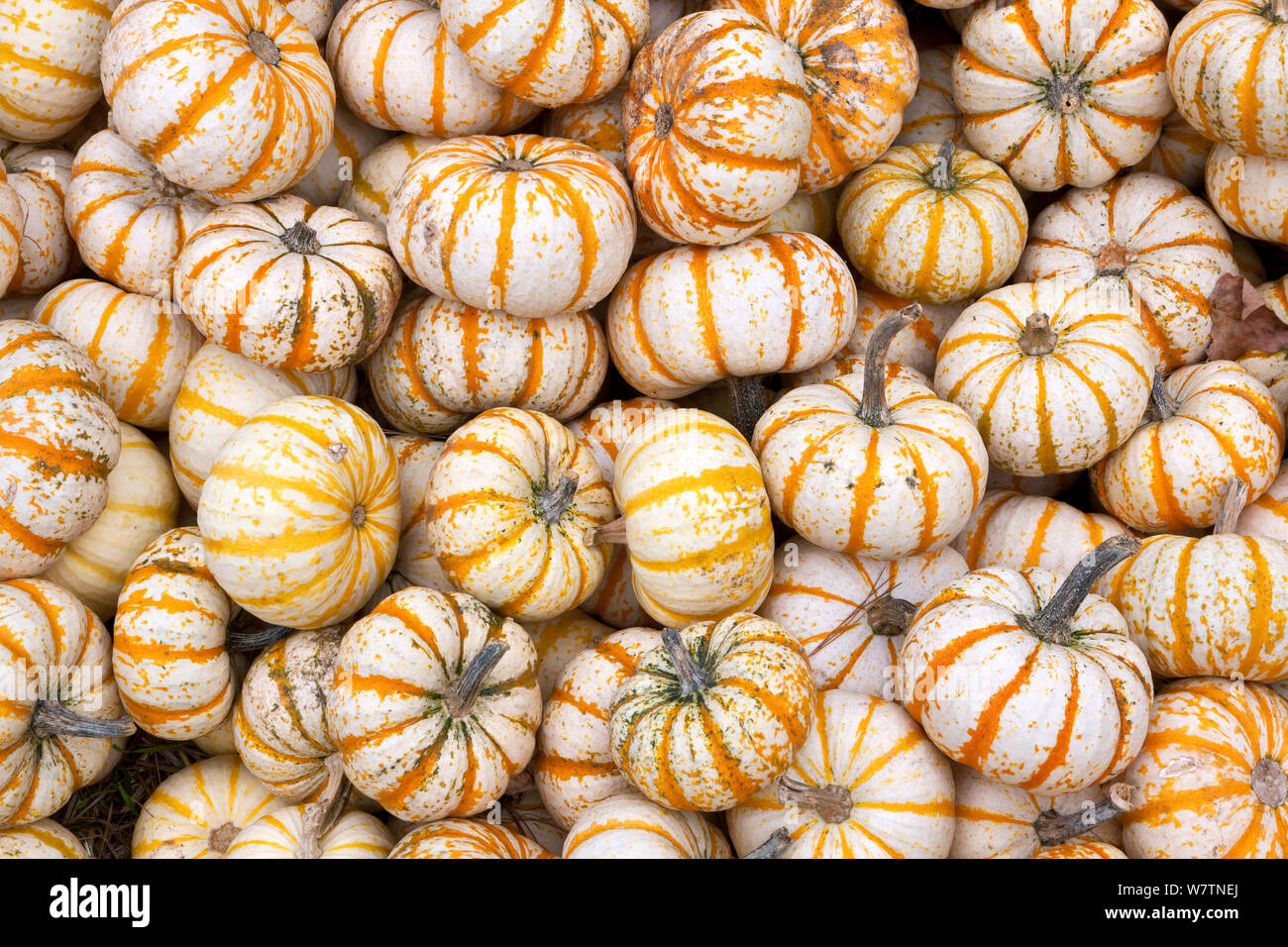 Pump-Ke-Mon pumpkins, North Carolina, USA, October Stock Photo - Alamy