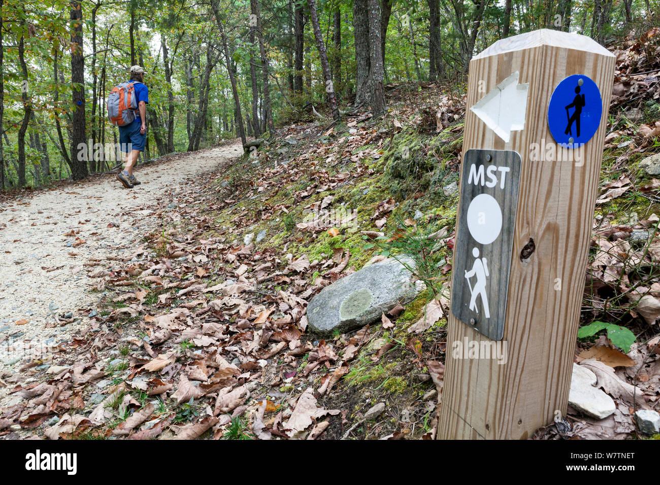 Hiker on the Grindstone Trail, part of the Mountain-To-Sea trail, in Pilot Mountain State Park. North Carolina, USA, October 2013. Model released. Stock Photo