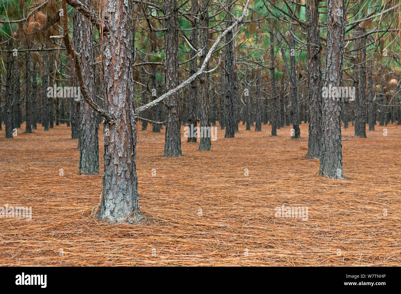 Planted pine forest along State Highway  near Fair Bluff. North Carolina, USA, October 2013. Stock Photo