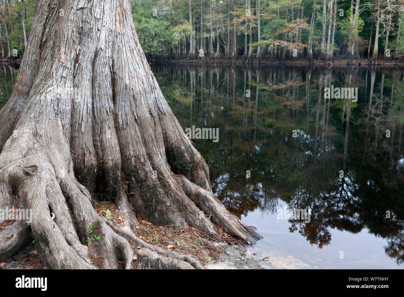 The Lumber River at the Princess Ann Access, Lumber River State Park