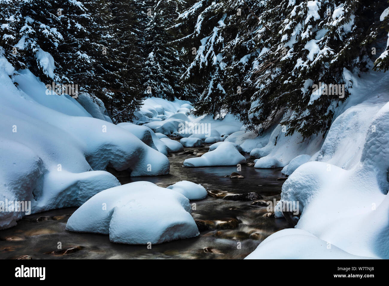 Big Cold Rivers Cold river in a pine forest covered with a snow Stock Photo - Alamy
