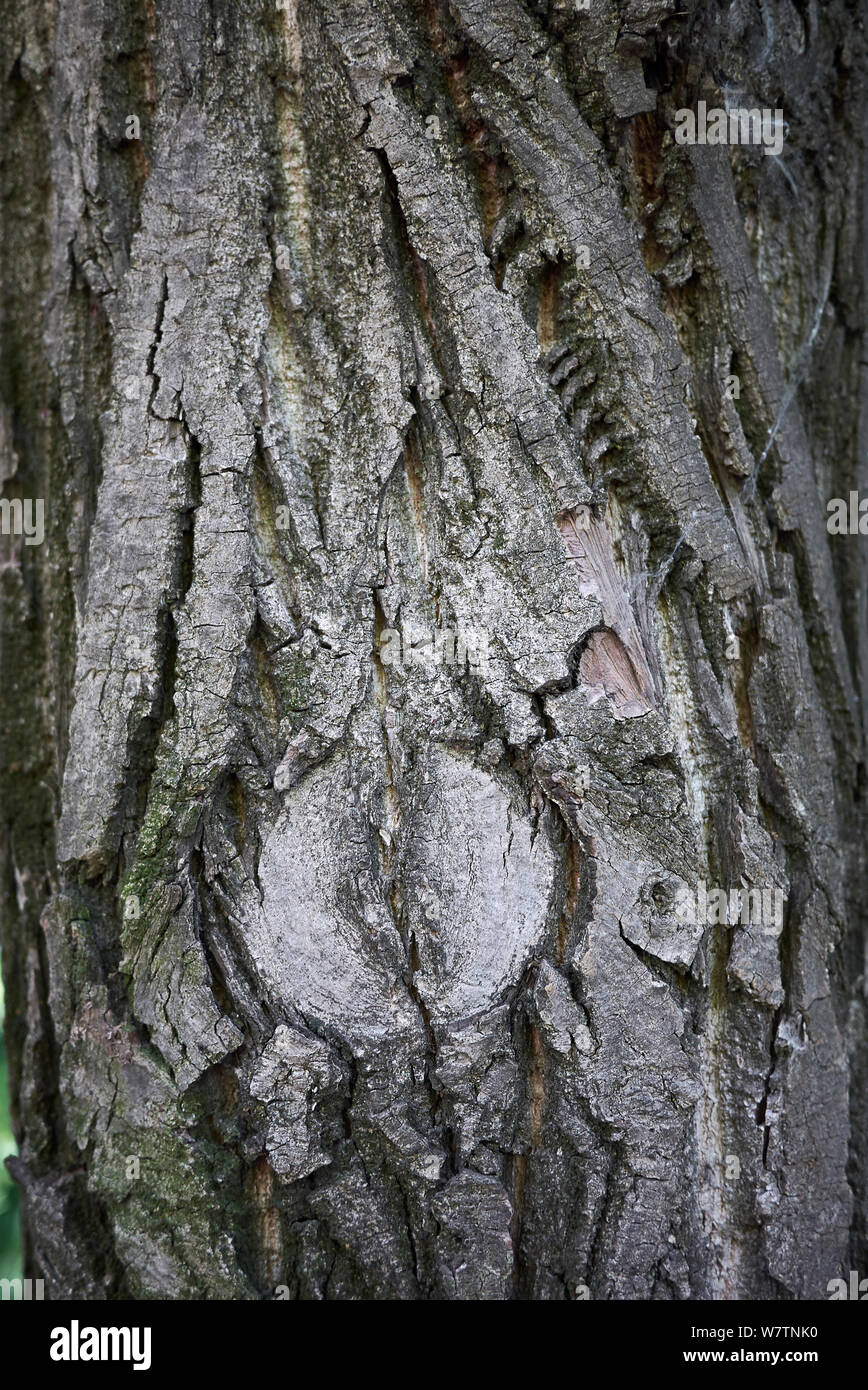 Pterocarya Fraxinifolia Trunk And Branch Close Up Stock Photo - Alamy