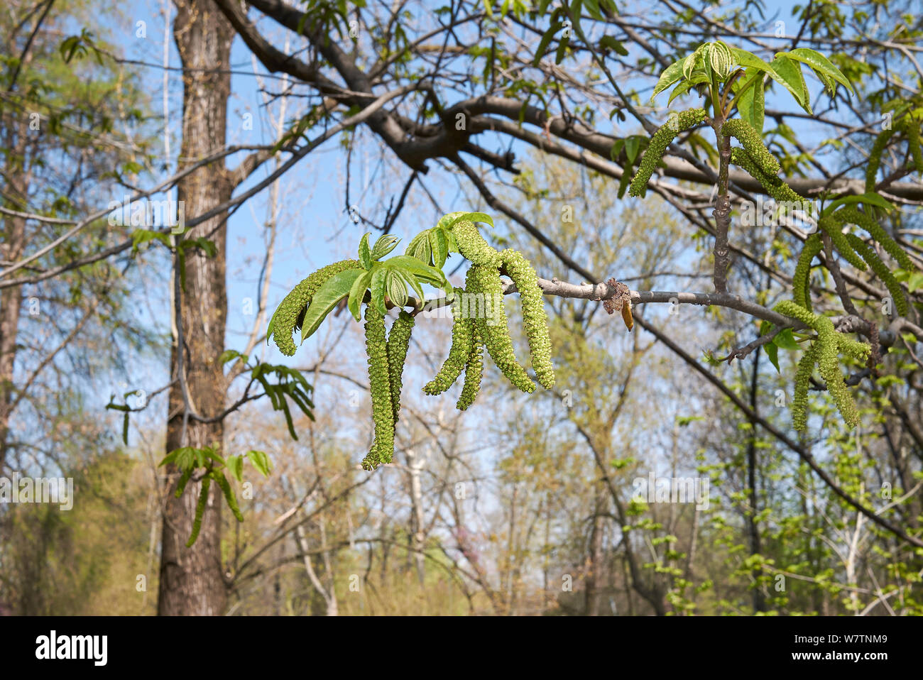 fresh inflorescence of Pterocarya fraxinifolia tree Stock Photo