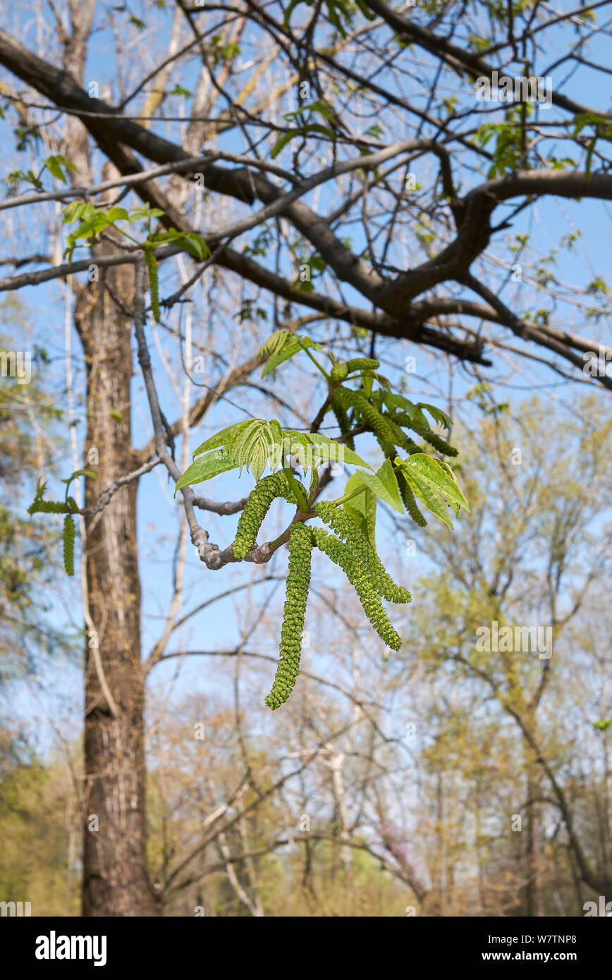 fresh inflorescence of Pterocarya fraxinifolia tree Stock Photo