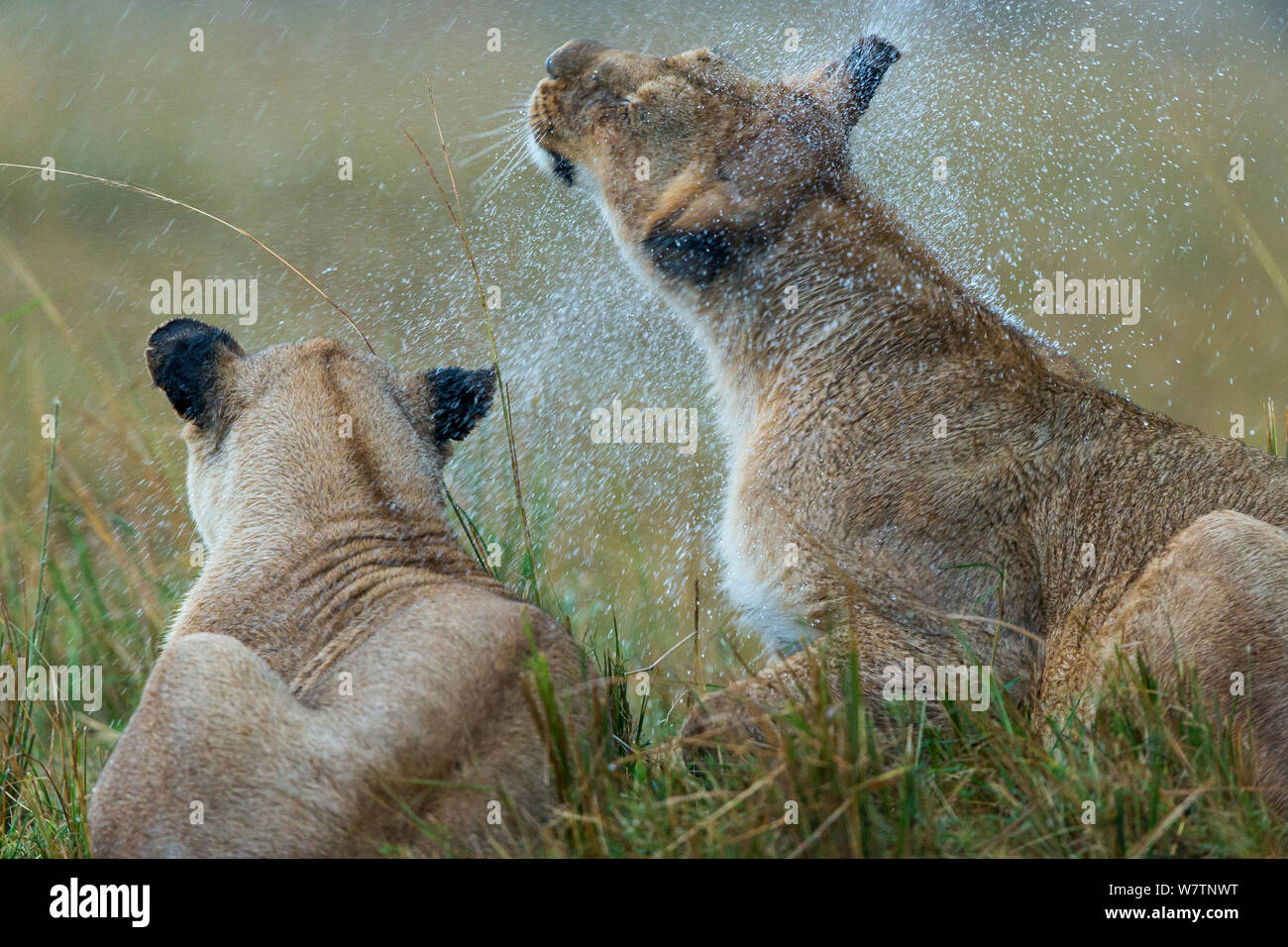 Lionesses  (Panthera leo) shaking after rain, Masai-Mara game reserve, Kenya, August Stock Photo