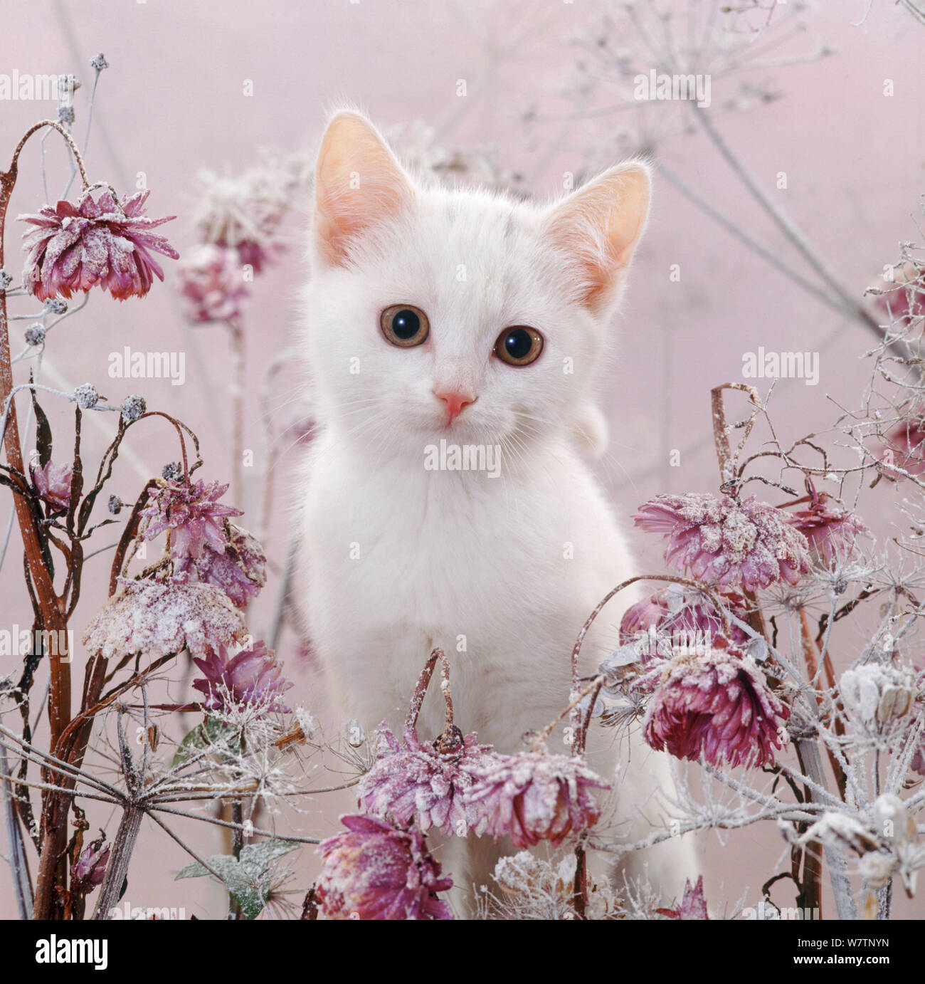 Pin by Amber on Kitty cat wallpaper