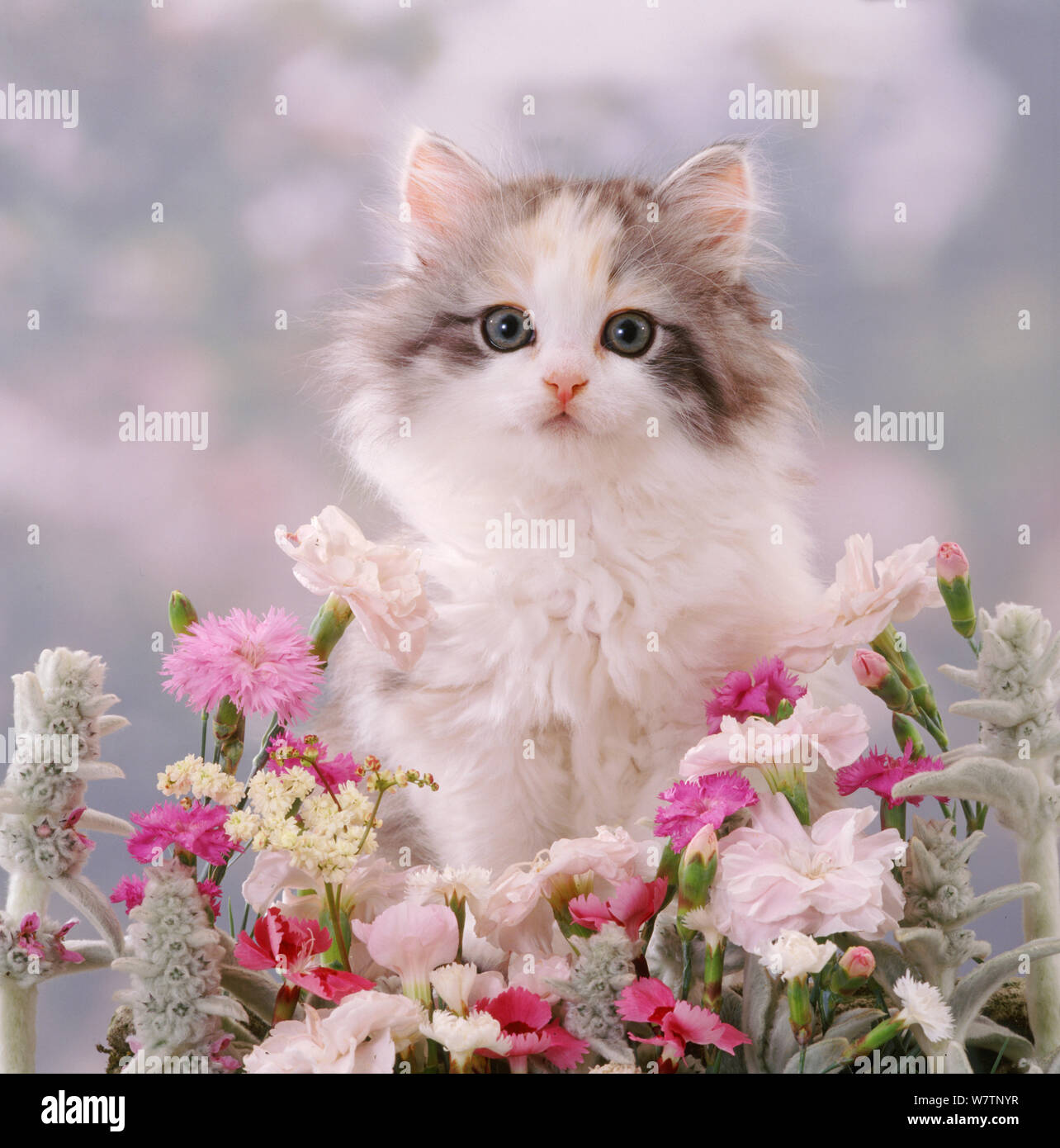 Котенок любит играть с цветами. Красивые кошечки. Красивые котята. Котенок с цветами. Красивые пушистые котята.