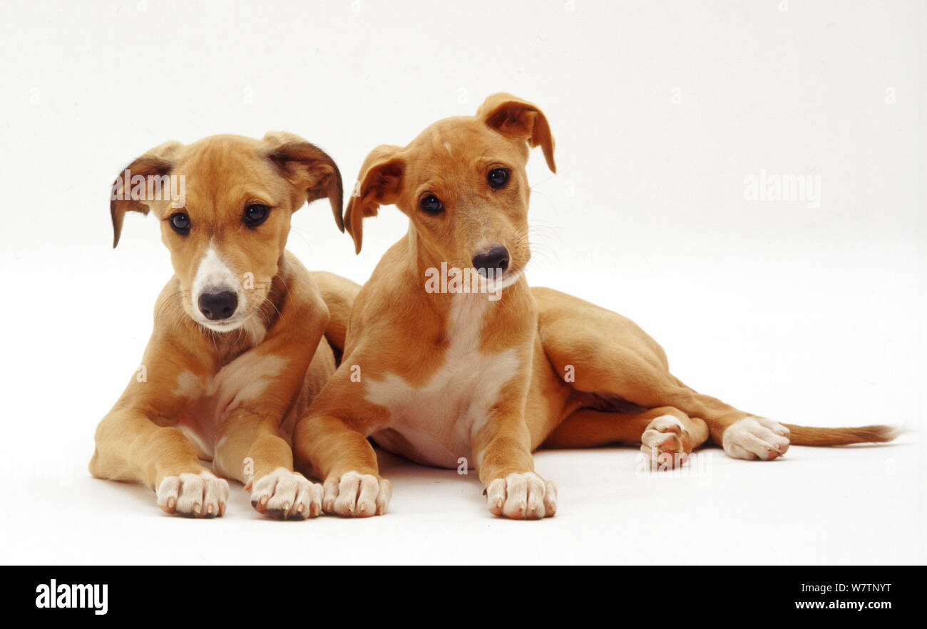 Saluki puppies, 12 weeks, lying together, against white background Stock  Photo - Alamy