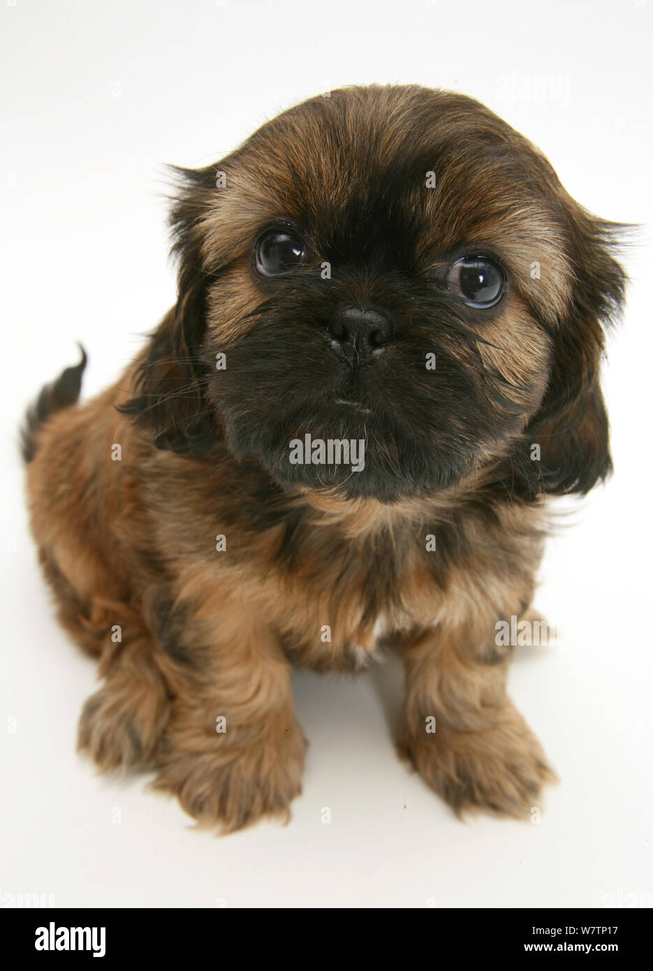 cavalier x shih tzu for sale