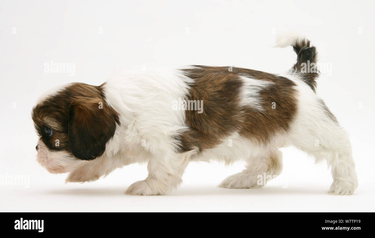 Cavazu (Cavalier King Charles Spaniel x ShihTzu) pup walking, against white background Stock