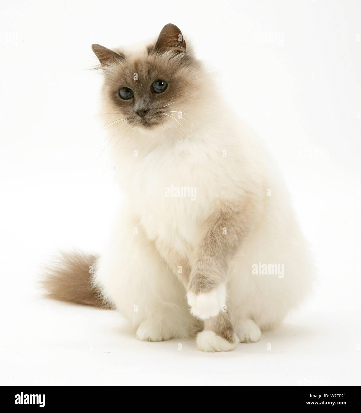 Blue Point Birman High Resolution Stock Photography and Images - Alamy