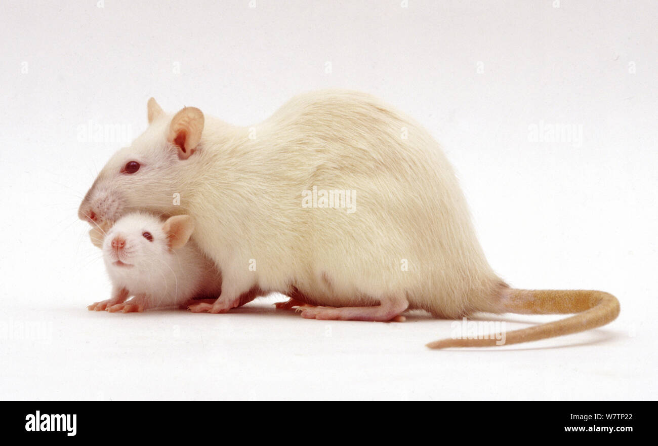 Himalayan fancy best sale rat
