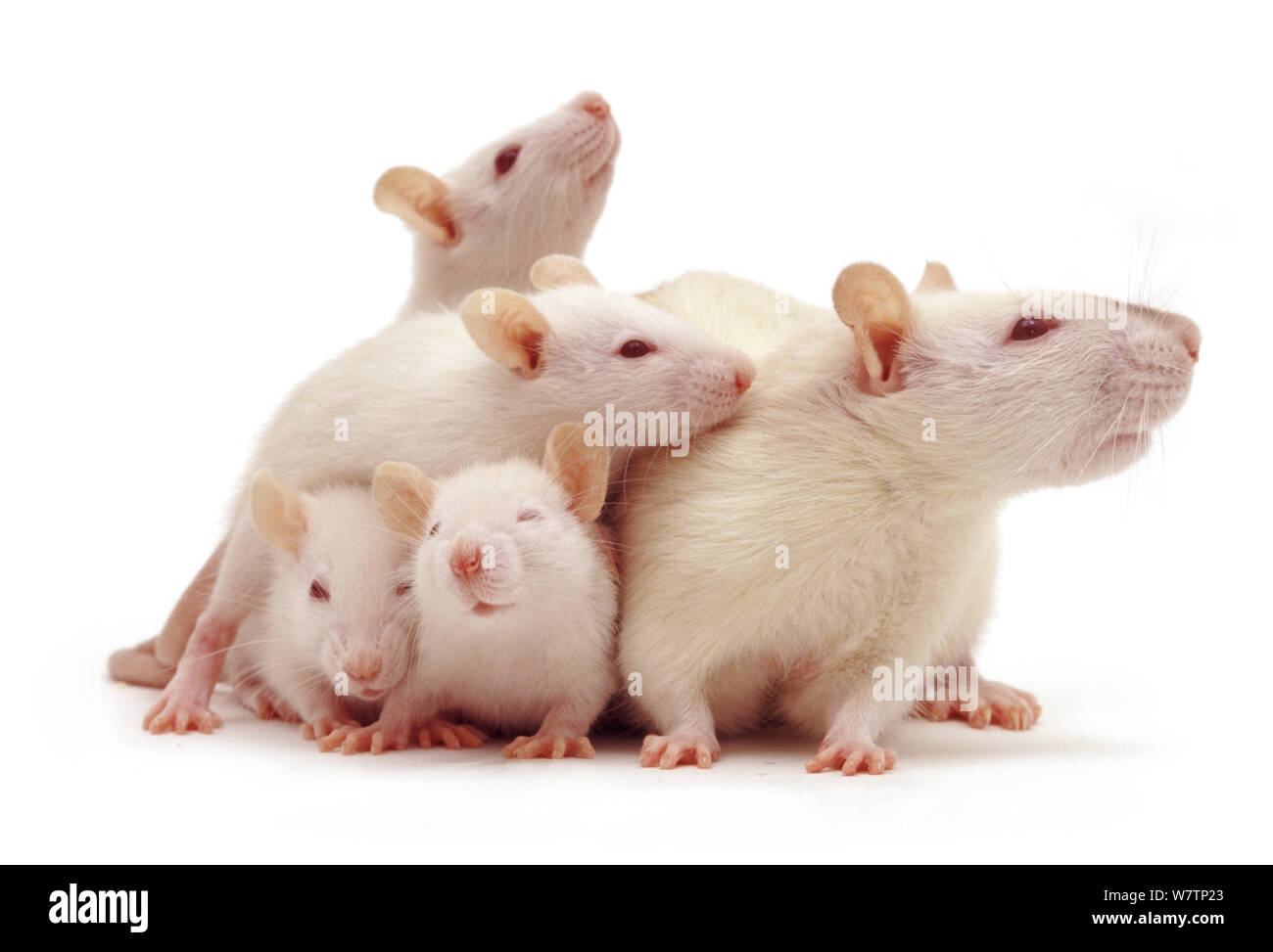 Female Himalayan Rat (Rattus norvegicus) with babies, 5 weeks, against