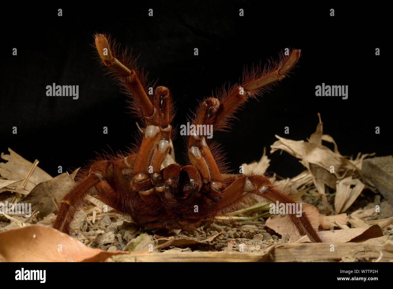 Goliath bird-eating spider (Theraphosa leblondii / blondi) aggressive display, captive from French Guiana. Stock Photo