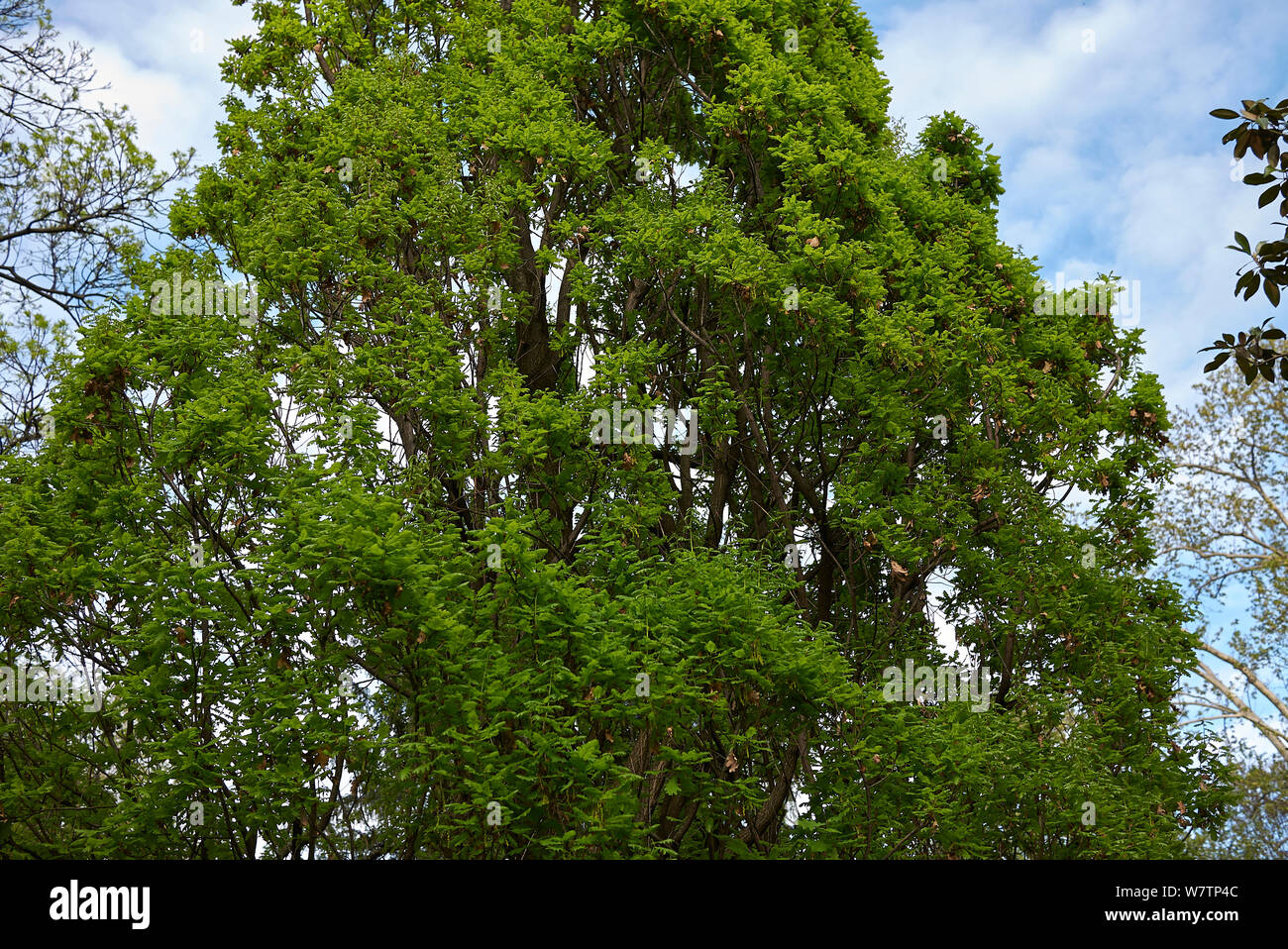 Quercus robur fastigiata foliage and trunk Stock Photo