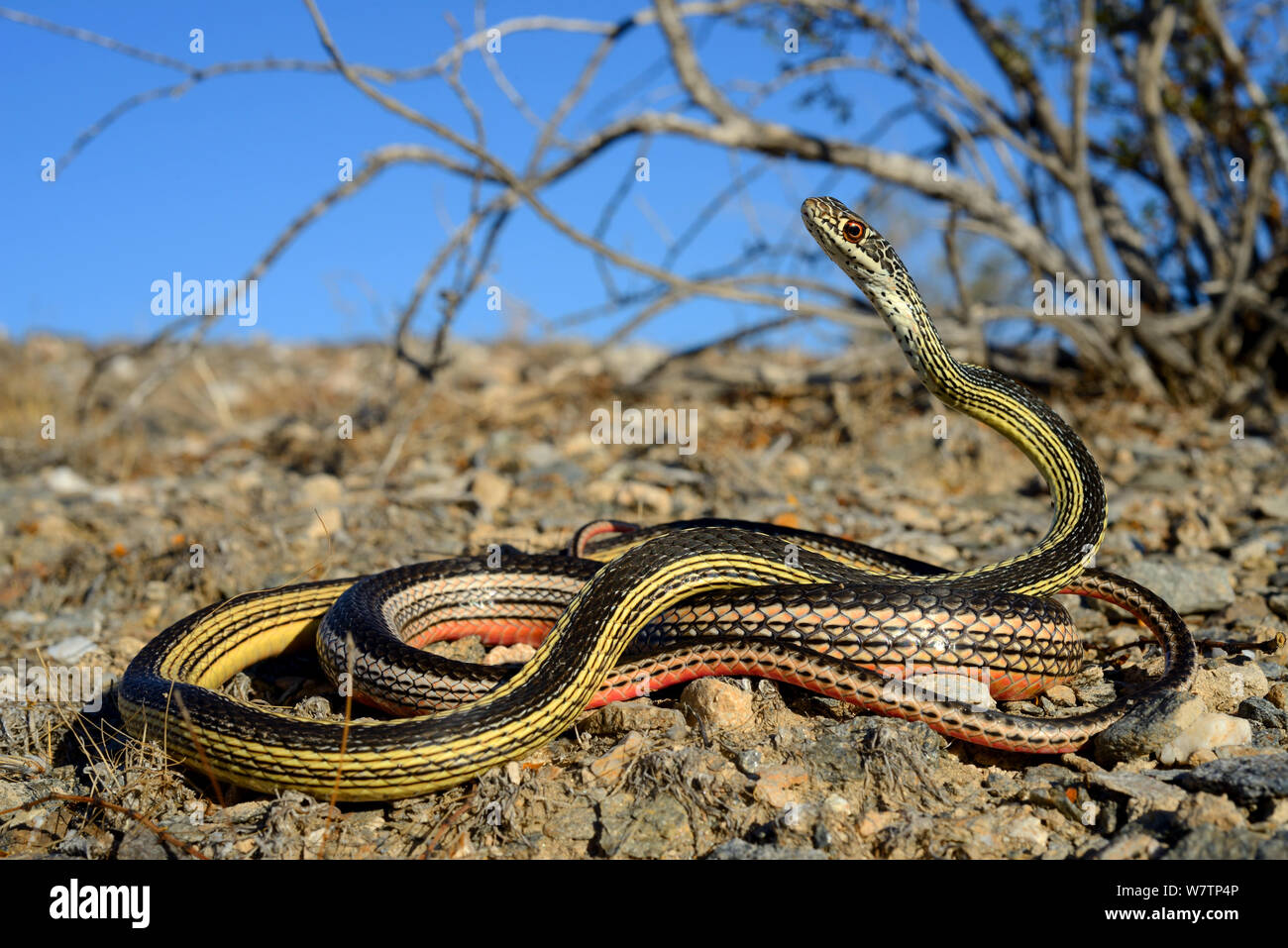 Desert stripped Whipsnake (Masticophis taeniatus) Mohave desert, California, USA, June. Stock Photo