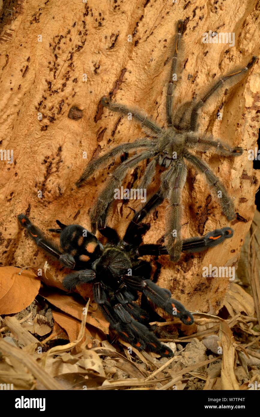 Venezuelan Suntiger (Psalmopoeus irminia) male attempting to mate with female, captive endemic to Venezuela. Stock Photo