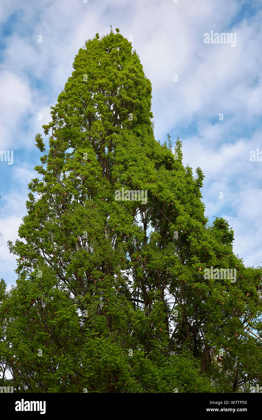 Quercus robur fastigiata foliage and trunk Stock Photo